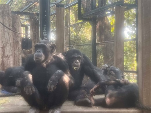 9.8K views · 292 reactions | Our chimp troop has been showing off...