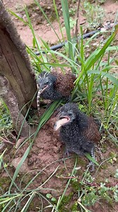 2.1M views · 10K reactions | Snake eating plover | Animal WORLD | Facebook