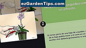Cómo cuidar Get Mee Campanula 🌱 Tips Jardineros - Es.ezGardenTips.com