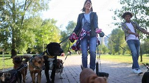 Professional Dog Walker in park with many different Dogs