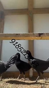 Pullets for breeding call text or what’s app 9185213043 | Josh Duke - Duke Farms