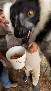 On Jay's trip down to Texas he got to visit some of the amazing animals at the Snake Farm Zoo and these black and white ruffed lemurs were some absolute beauties! Of course things got a little crazy when he tried to take the queen's food, and it goes to show exactly why these animals are still wild animals and should not be treated like pets! | The Reptile Zoo