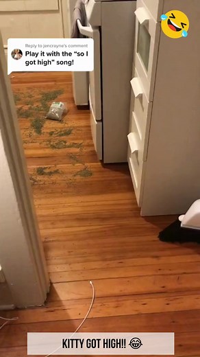 4.1M views · 52K reactions | Kitty got high!  #funnycats #catvideos #cattube #catsofyoutube #youtubecats #catcomedy, #funnycatvideos #catclips #cattv #catmemes #catfunny #catlols #catfun #catvideo #catlife #catlifestyle #catlovers #meow #kitty #kittyvideo #kittyvideos #kittyfun #fyp | Funnycatstok | Facebook