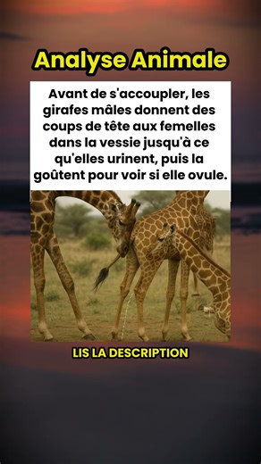 Les girafes mâles frappent la vessie des femelles pour goûter leur urine avant de s'accoupler 🦒🤔