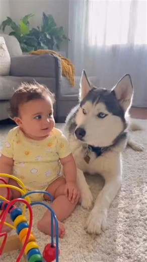 17K views · 411 reactions | “Baby & Husky: The Sweetest Duet Ever!”#BabyAndHusky #CuteDuet #BabyGiggles #HuskyTalk #FurryFriends #AdorableMoments | Baby Talk | Facebook