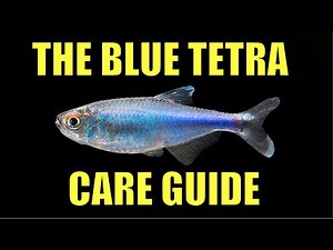 Blue Tetra Species Profile And Care Guide