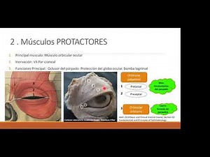 Surgical Anatomy and Physiology of the Eyelids. Dr. L. Torres, Dr. P. Muro