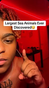 184K views · 6.4K reactions | Largest Sea Animals Ever Discovered #reels | Damarri Rogers | Facebook