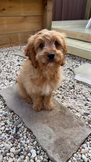 Cavapoo Care: Feeding Chart for Your Puppy Floofsta