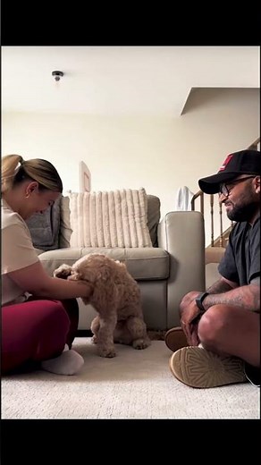 Dog translator turns human language into dog barks, try it today!