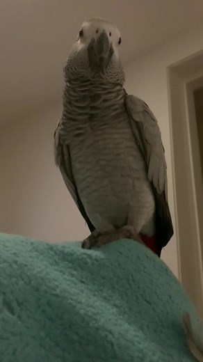 Funny Parrot Videos Compilation | Best Parrot TikTok Compilation