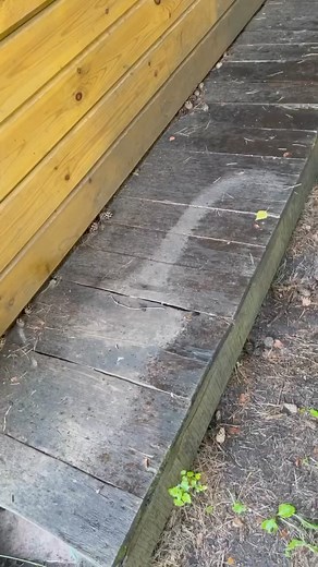 Panther Print 🐆 #lunathepantera | Luna_the_pantera