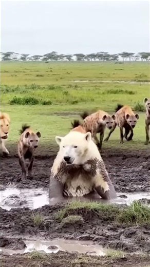 Male Lion Scares Off Hyenas to Save a Trapped Bear!