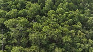 beautiful gum Trees and shrubs in the Australian bush forest. Gumtrees and native plants growing in Australia in spring Stock Video