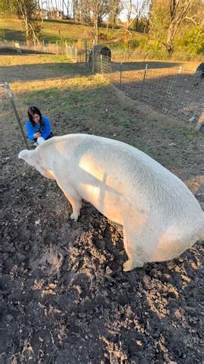 It's always difficult to appropriately convey Thad's size but these seem to do him justice! At somewhere between 1200 and 1400 pounds, he is by far our largest pig. He does not know his size and is the most gentle of giants, just don't let him accidentally step on your toes. We love you, Thad! #kcpigrescuenetwork #kcprn #pigrescue #friendsnotfood #kansascity | Kansas City Pig Rescue Network- KCPRN