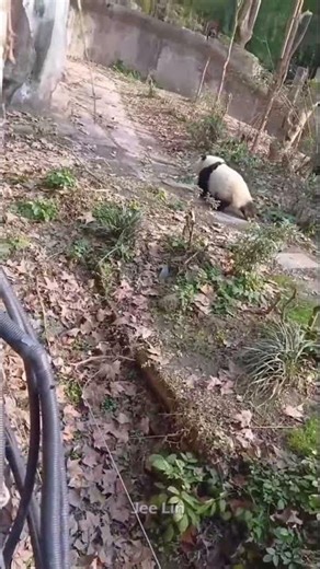 giant pandas