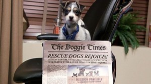 'GMA' Pawdoption Update: Meet The Anchor Dogs