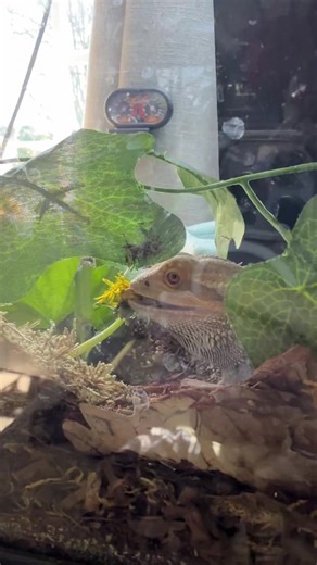 If it’s not a worm, he doesn’t want it 😆 #beardeddragonsoftiktok🦎 #beardeddragon #beardeddragonsoftiktok