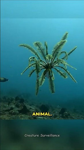 Feather star/crinoid looks like a plant but it's an animal