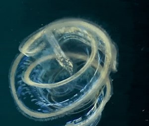 Ever seen a ctenophore up close? How about a pelagic nudibranch? Or a siphonophore? These mesmerizing plankton can be seen nearly 300 miles off the coast of Colombia! Nat Geo Pristine Seas underwater cinematographer Manu San Félix happened upon these otherworldly creatures as they fed upon the nutrient-rich waters that accompany the upwelling of deep currents. | National Geographic Society