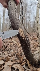 Woods Bound on Reels