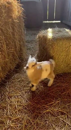 Baby Goat Fails Jump Then Tries Again