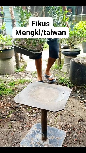 Fikus... #mengki #taiwan #bonsaitree #fyp | Karimun Java