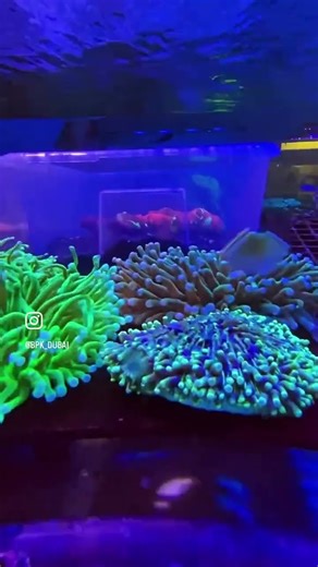 Indonesia Shipment Unboxing! LPS, SPS, Soft Corals & Reef Gems at BPK #aquarium #corals #reef #fish