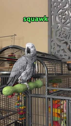 Gizmo's Funny Squawking Moments | Talking African Grey Parrot