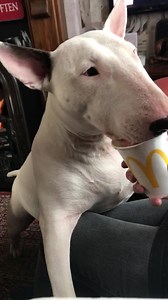 7.9K views · 1.6K reactions | Piglet: Dad wer is it’s? Dad : Hello to...