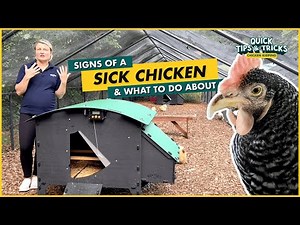 Signs of a Sick Chicken and What to Do About It