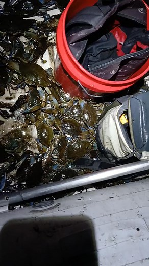 Catching blue crabs in an inflatable. 🦀 | Crab Florida