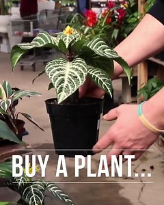 1.7K views · 65 reactions | Today, tomorrow, and Sunday only, purchase a plant and a container; and we will pot and dress it up (choose from several decorative toppings) for FREE! No minimum purchase amount is required. Choose from a vast selection of classic, trending, and hard-to-find plants and containers at any of our 3 locations. We'll meet you at the potting bench! • Offer valid through 3.13.22 | Family Tree Nursery Kansas City | Facebook