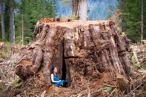 Photos of the Biggest Stumps