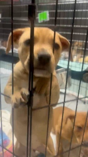 KitKat and Butterfinger are some of the sweetest puppies you'll every meet 🍫 These 2 are available for adoption today ❤️ They are 9 week old, spayed female, Hound/Cur mixes. YES! WE ADOPT OUT OF STATE! Sevier County Humane Society 959 Gnatty Branch Road Sevierville, Tn. 865-453-7000. www.sevierhumane.org Open Tuesday thru Saturday 12-5 . “The Little Shelter with a Big Heart” #adoptdontshop #adoptashelterpet We recommend meet and greets with dogs. LOW COST SPAY/NEUTER PROGRAM. Our shelter is a 5