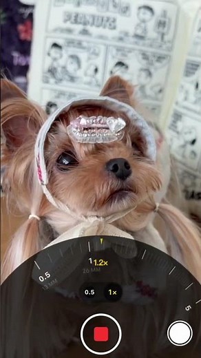 How to Style a Perfect Yorkie Top Knot: Easy Grooming Tips 🐾#YorkieGrooming