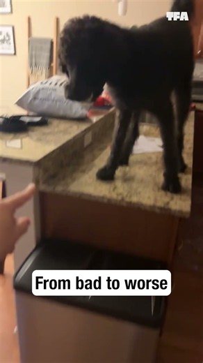 When life was better with the dog ON the counter 😆 #dogs #shortss #funny #fails
