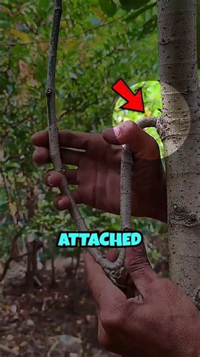 Can a Broken Branch Grow Roots?🌳