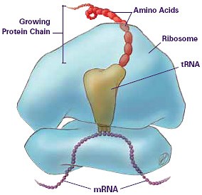DNA, RNA, and Protein Synthesis