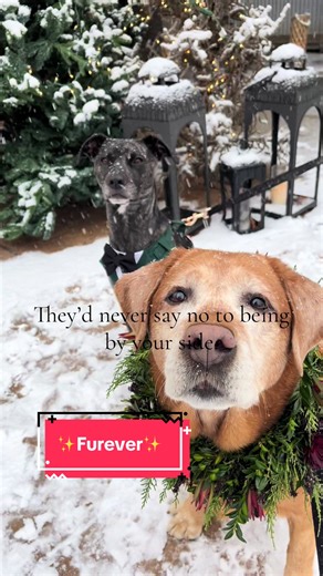Including Your Dog on Your Wedding Day