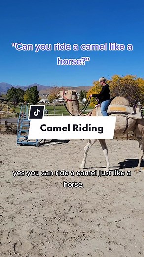 Camel Riding Basics and Training Guide