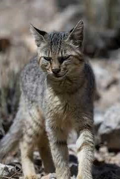 #Elusive Andean Mountain Cat Leaps Through Silent Peaks of Frozen Heights#subscribe