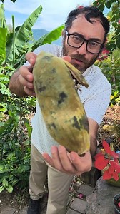 Tome un fruto de baobab sin saberlo que me picaría como si fuera pica pica, desconozco que especie de Adansonia sea por el momento. #plantas #frutasexóticas #frutas #frutasraras #baobab | Frutas y Plantas Exóticas