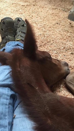 First steps for our baby girl! She stood up for about 3 seconds and then lost her balance and fell! Good thing we had lots of padding with all that straw! A baby horse does all the above in his/her first 2 hours of life: starts breathing (within seconds), lifts its head (within 5 minutes), attempts to rise (within 10 minutes), stands (within 55 minutes), whinnies ( within 45 minutes), first meconium bowel movement (within 30 minutes), suckles for the first time (within one hour), walks or runs f