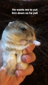 Ferocious Hamster Screams in Anger