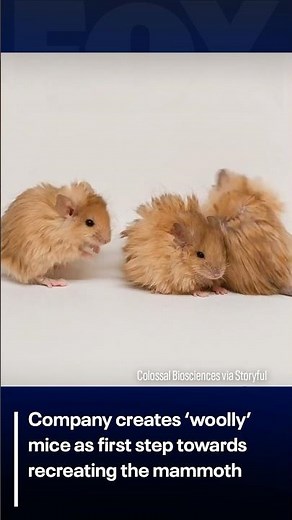 Woolly mammoth-like mice created by scientists through genetic engineering