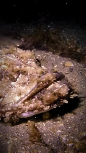 1.3M views · 9.6K reactions | Monkfish hunt with its little lantern. #monkfish #viral #fyp #reelsviral | Spearfishing Unofficial | Facebook