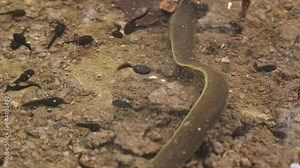 Tadpoles of Common Toad and leech swimming in the lake at springtime, 4k