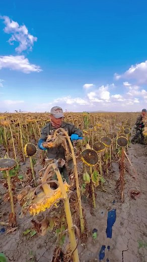 Satisfying Blanns Compilation: Relax and Enjoy!