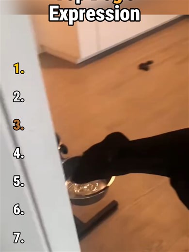 Humorous Dog Expressions That Will Make You Laugh